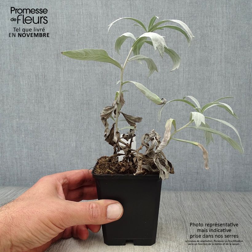 Artemisia ludoviciana Valerie Finnis 8/9 cm pot sample as delivered in autumn