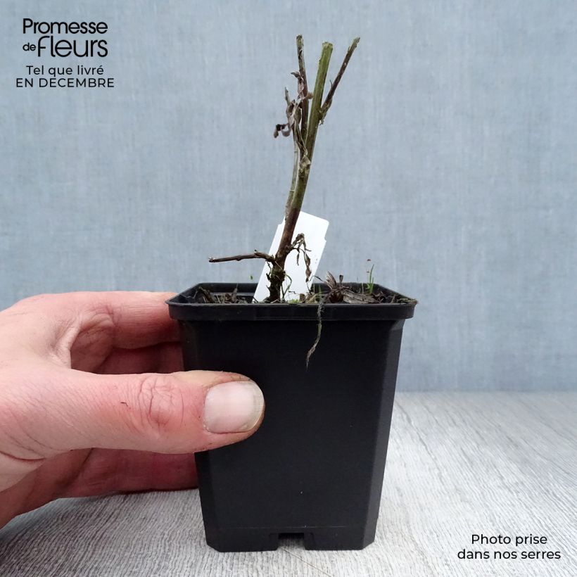 Artemisia ludoviciana Valerie Finnis 8/9 cm pot sample as delivered in winter