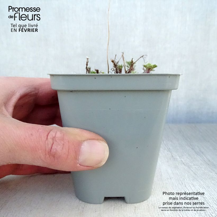 Artemisia schmidtiana Nana 8/9 cm pot sample as delivered in winter