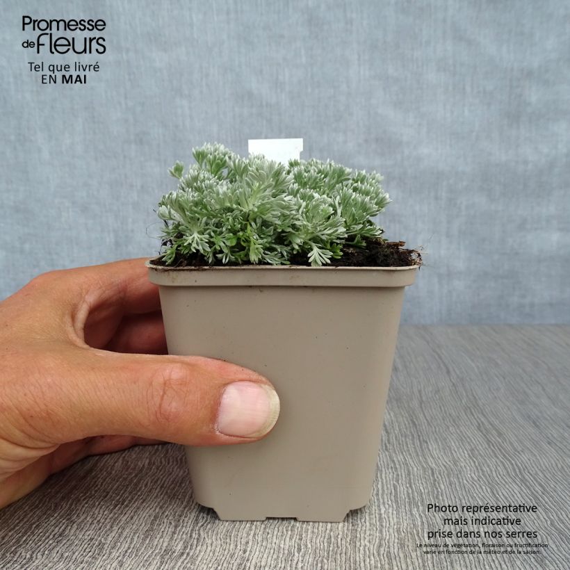 Artemisia schmidtiana Nana 8/9 cm pot sample as delivered in spring