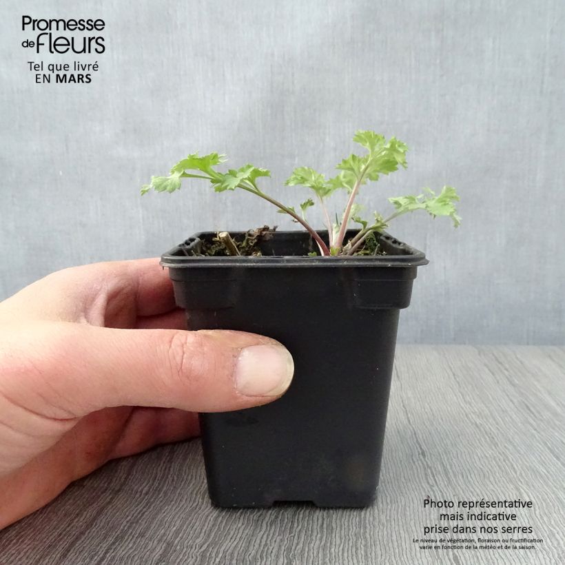 Organic Mugwort - Artemisia vulgaris 7/8 cm pot sample as delivered in spring