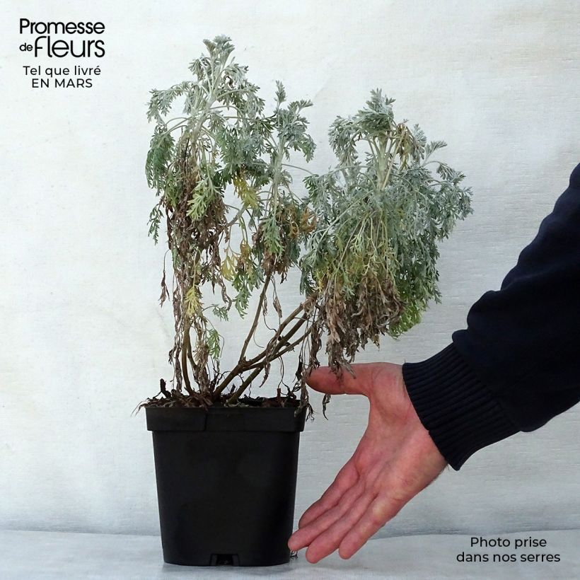 Artemisia arborescens Powis Castle 2L/3L pot sample as delivered in spring