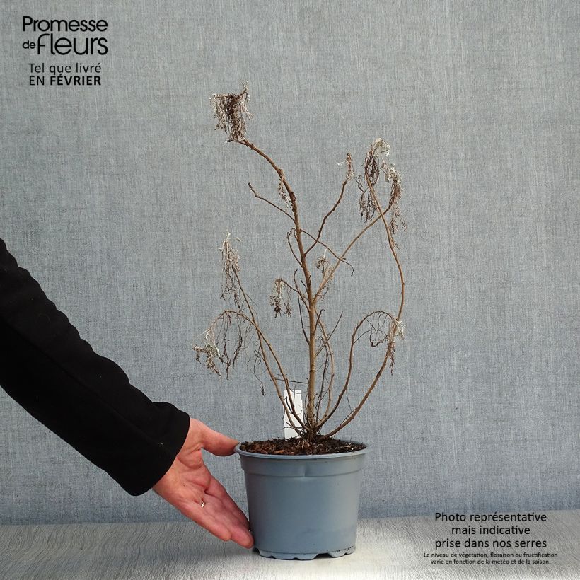 Artemisia arborescens Powis Castle 2L/3L pot sample as delivered in winter