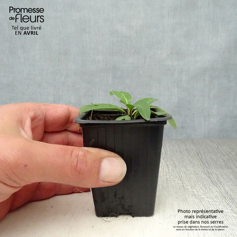 Arnica montana Bio 7/8 cm pot sample as delivered in spring