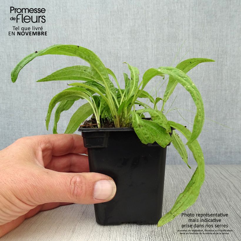 Arnica montana Bio 7/8 cm pot sample as delivered in autumn