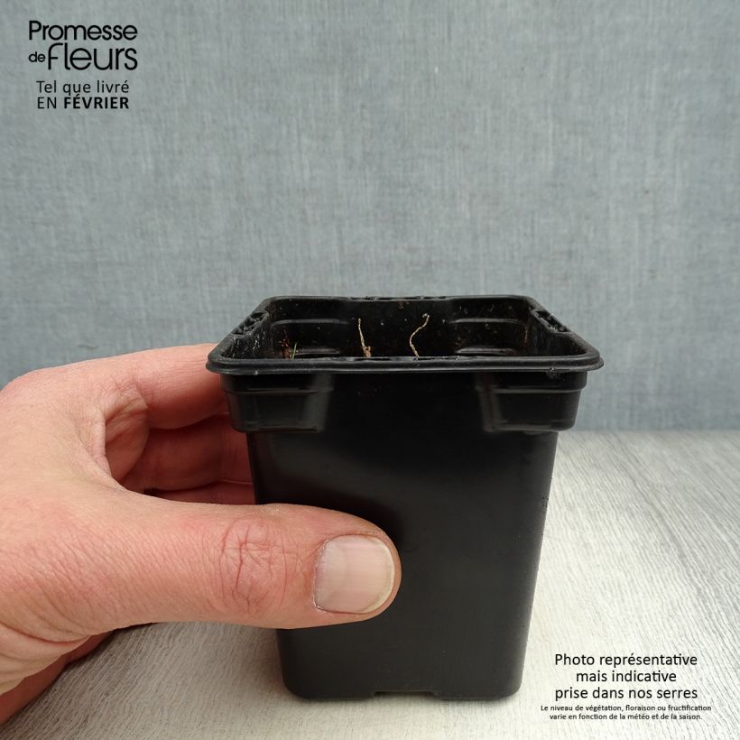 Arnica montana Bio 7/8 cm pot sample as delivered in winter