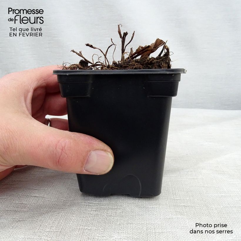 Arnica montana 8/9 cm pot sample as delivered in winter