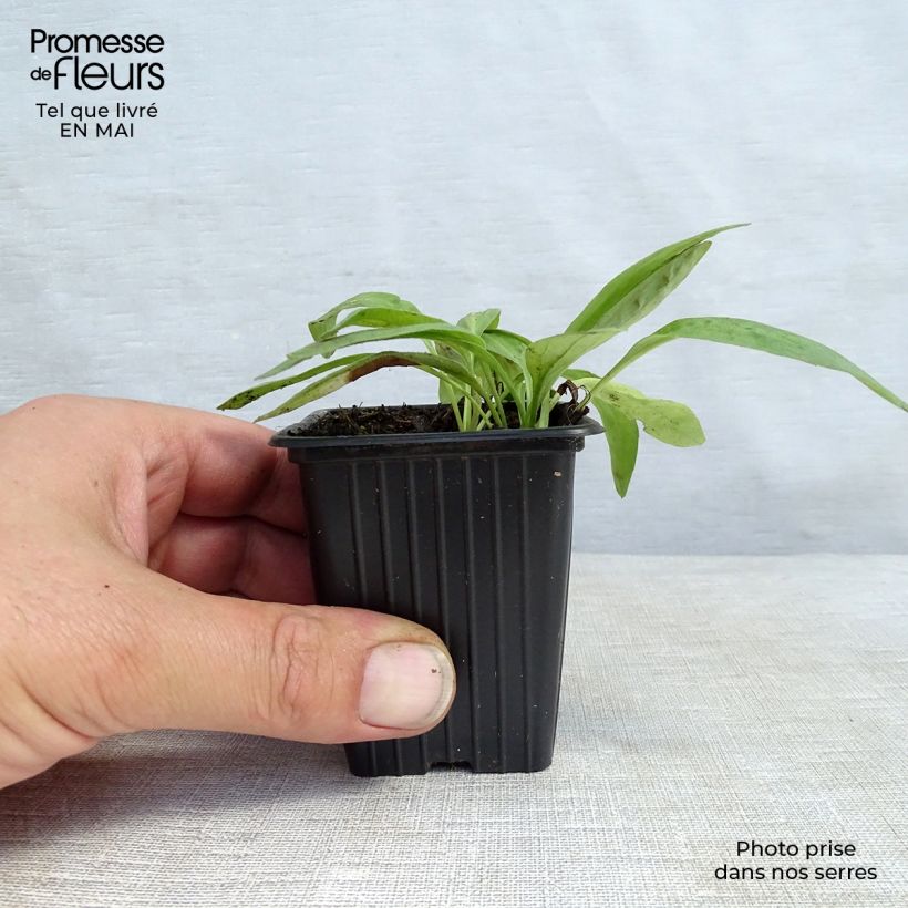 Arnica montana 8/9 cm pot sample as delivered in spring