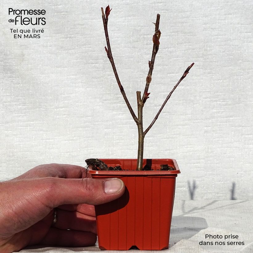 Aronia arbutifolia Brilliant 8/9 cm pot sample as delivered in spring