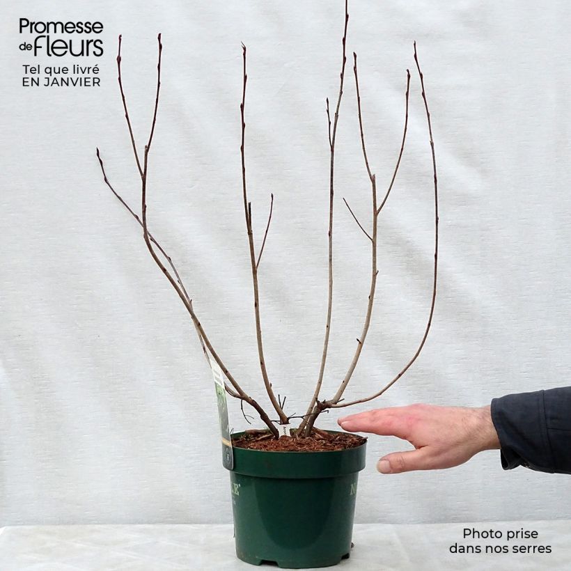 Aronia melanocarpa Autumn Magic 2L/3L pot sample as delivered in winter