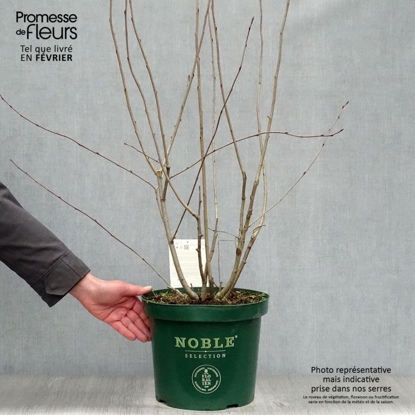 Aronia melanocarpa Autumn Magic 7.5L/10L pot sample as delivered in winter