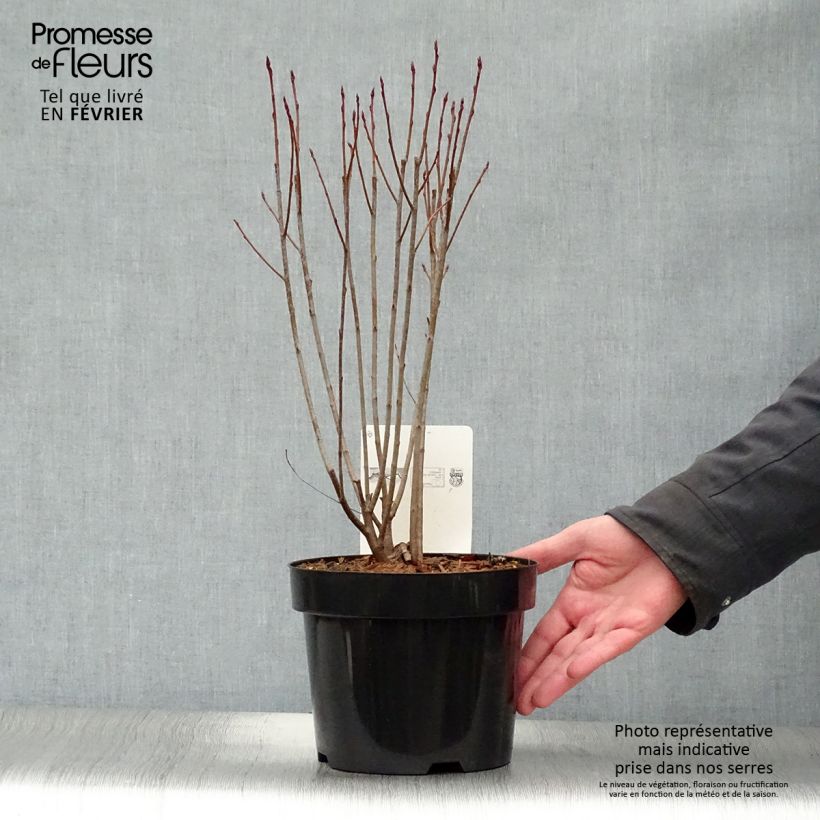 Aronia&#x20;melanocarpa&#x20;Professor&#x20;Ed&#x20;2L&#x2F;3L&#x20;pot&#x20;sample&#x20;as&#x20;delivered&#x20;in&#x20;winter