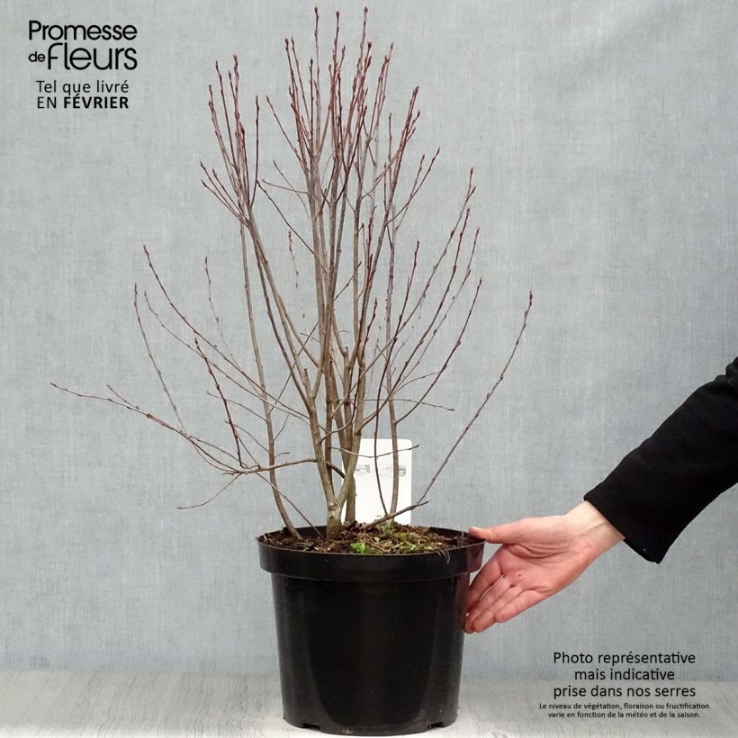 Aronia melanocarpa Professor Ed 7.5L/10L pot sample as delivered in winter