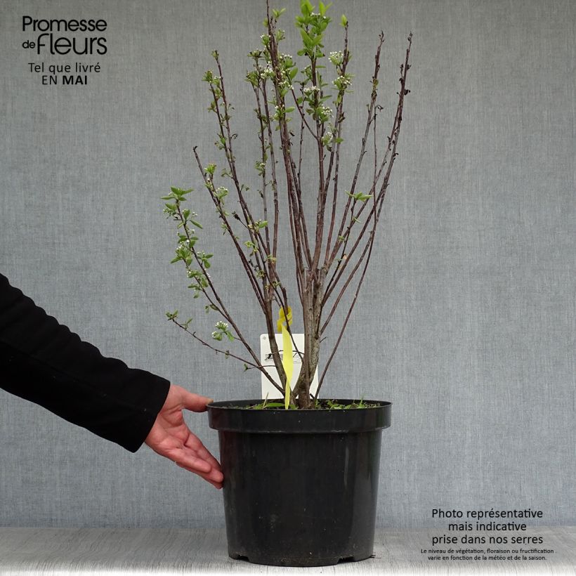 Aronia melanocarpa Professor Ed 7.5L/10L pot sample as delivered in spring