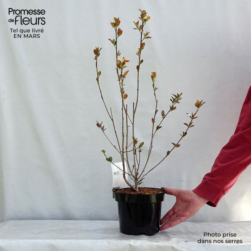 Aronia prunifolia Aron 2L/3L pot sample as delivered in winter