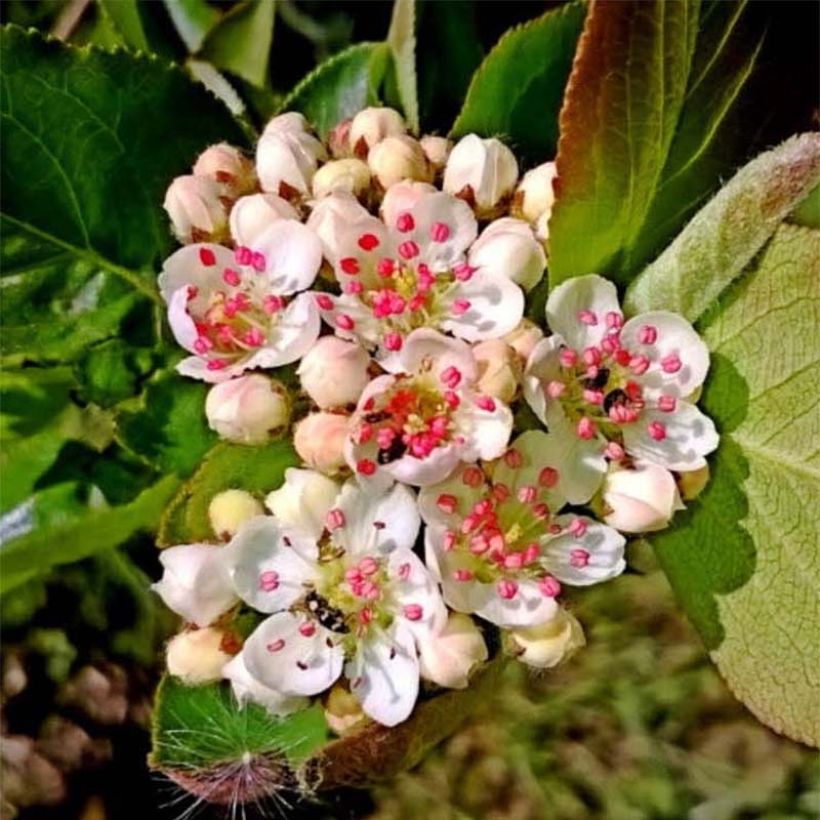 Aronia x prunifolia 'Nero' (Flowering)
