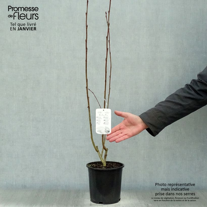 Aronia x prunifolia 'Nero'  1.5L/2L pot sample as delivered in winter