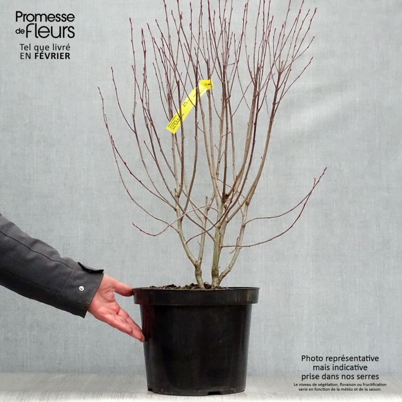 Aronia melanocarpa Hugin 7.5L/10L pot sample as delivered in winter