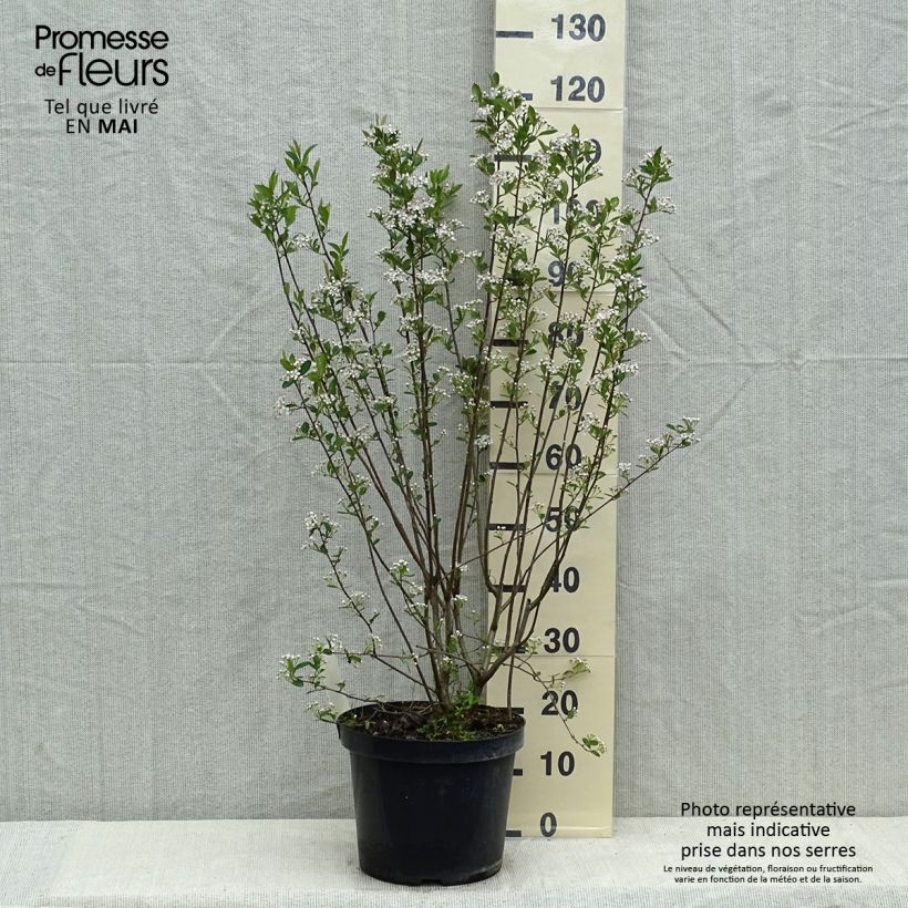 Aronia melanocarpa Hugin 7.5L/10L pot sample as delivered in spring