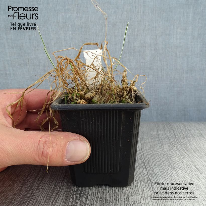 Arrhenatherum bulbosum Variegatum 8/9 cm pot sample as delivered in winter