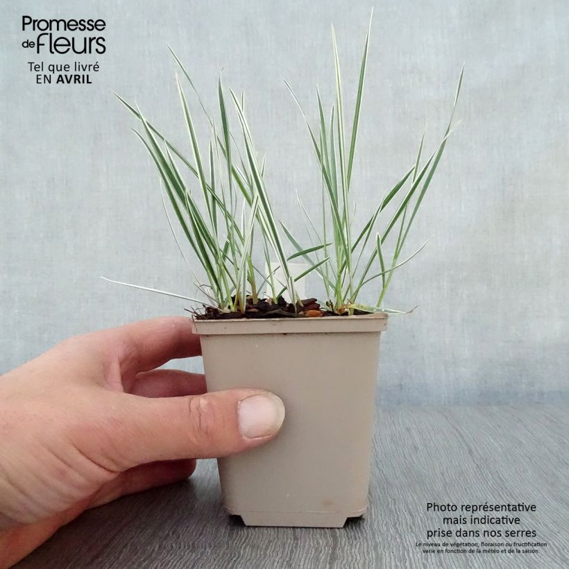 Arrhenatherum bulbosum Variegatum 8/9 cm pot sample as delivered in spring