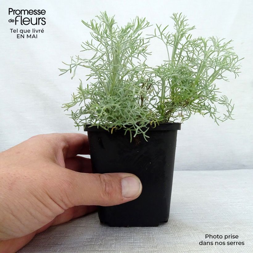 Artemisia alba Canescens 8/9 cm pot sample as delivered in spring