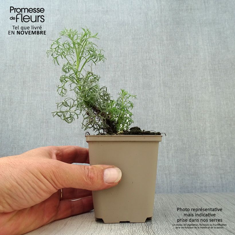 Artemisia alba Canescens 8/9 cm pot sample as delivered in autumn