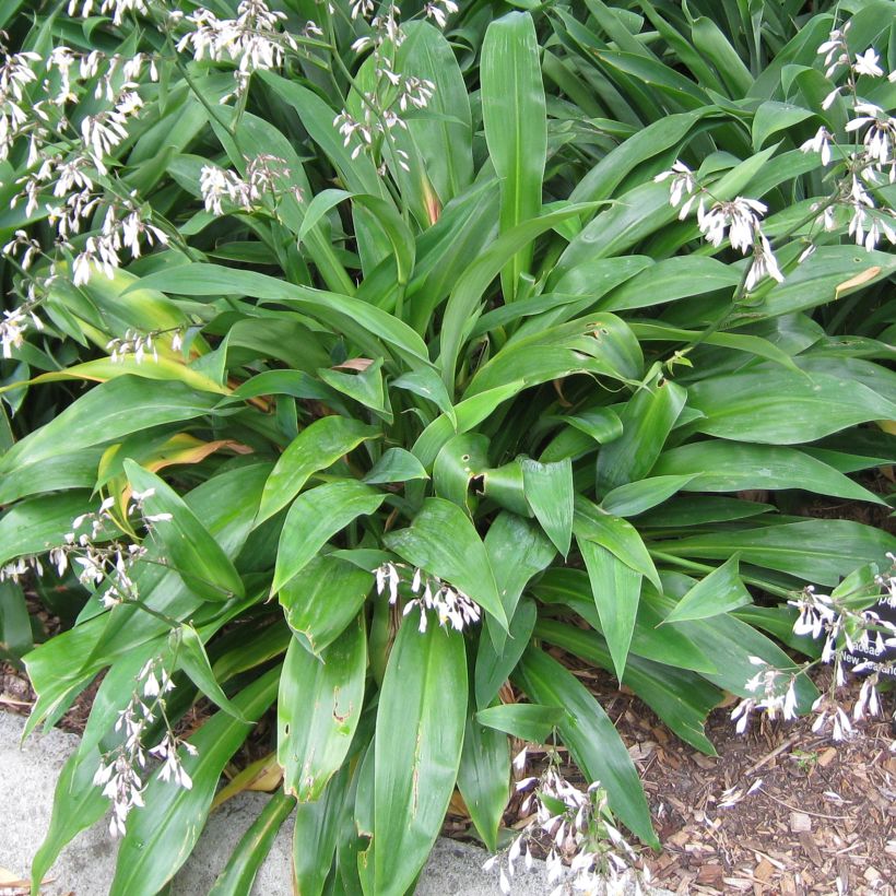 Arthropodium cirratum (Foliage)