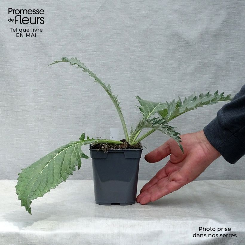 Artichoke Gros Vert de Laon 7/8 cm pot sample as delivered in spring