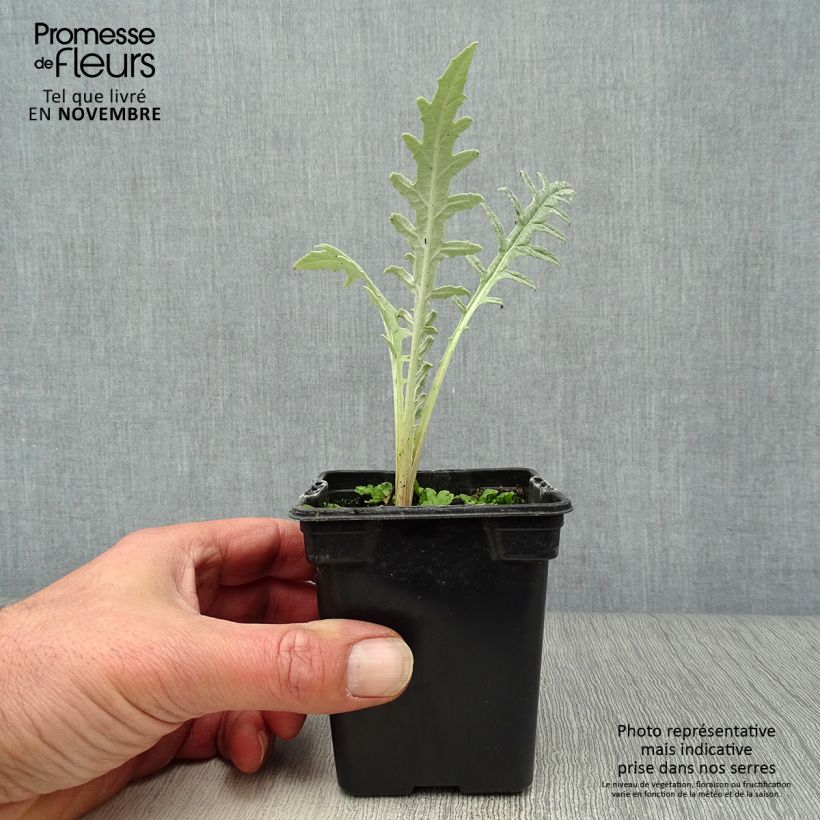 Artichoke Violet de Provence plants - Cynara scolymus 7/8 cm pot sample as delivered in autumn