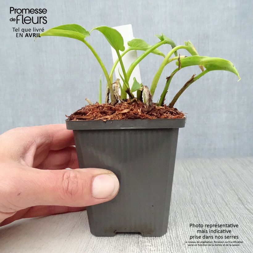 Zantedeschia aethiopica - Calla Lily  8/9 cm pot sample as delivered in spring