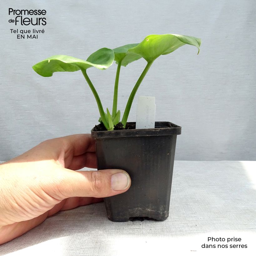 Calla palustris - Water arum 8/9 cm pot sample as delivered in spring