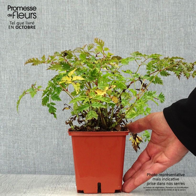 Aruncus Chantilly Lace 1L/1.5L pot sample as delivered in autumn
