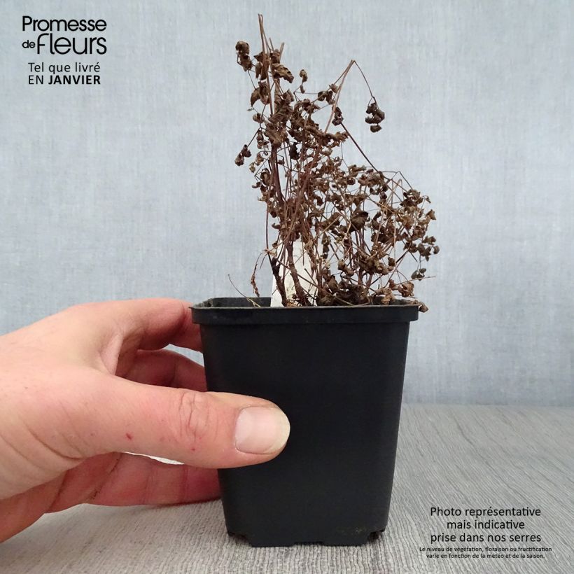 Aruncus aethusifolius - Dwarf Goat's Beard 8/9 cm pot sample as delivered in winter