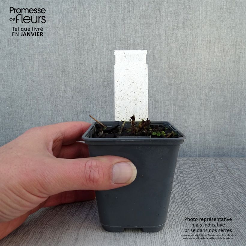 Aruncus dioïcus var. kamtschaticus - Goat's Beard 8/9 cm pot sample as delivered in winter