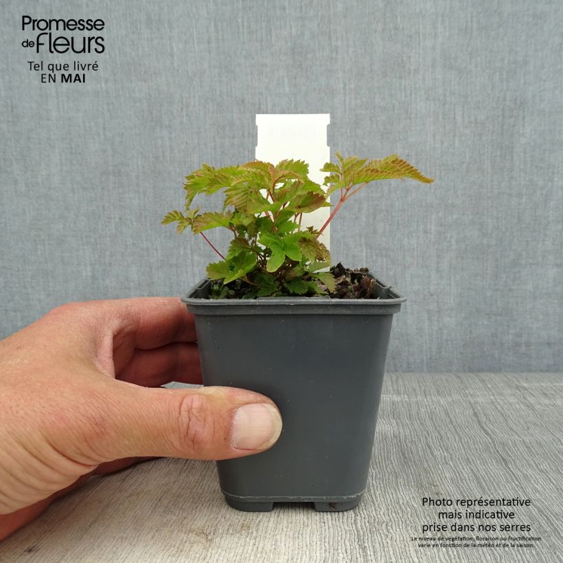 Aruncus dioïcus var. kamtschaticus - Goat's Beard 8/9 cm pot sample as delivered in spring