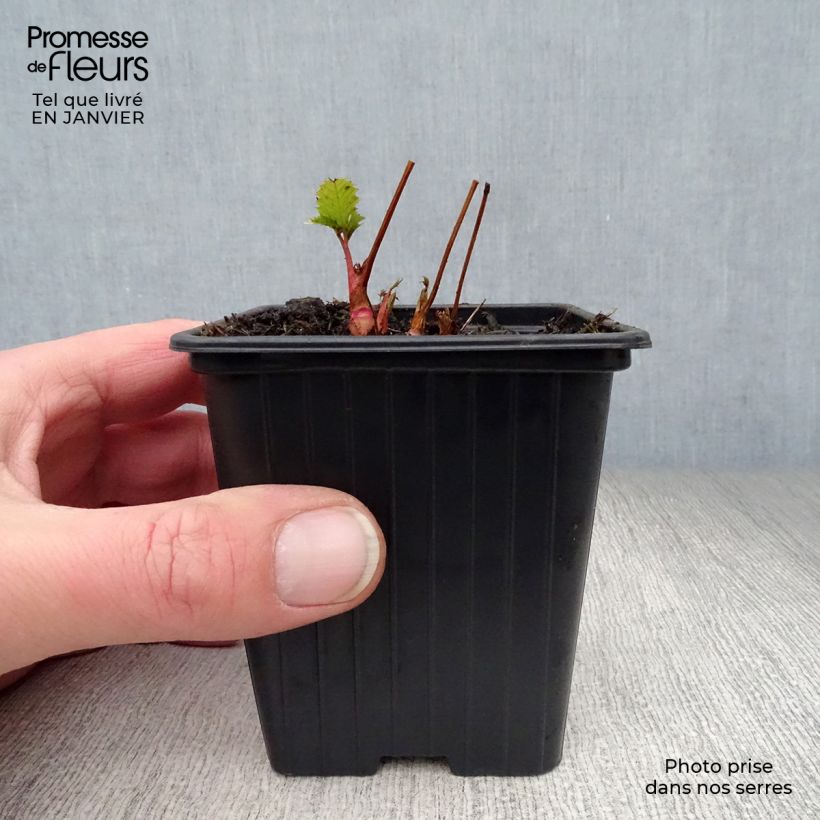 Aruncus dioïcus sylvestris - Goat's Beard 7/8 cm pot sample as delivered in winter