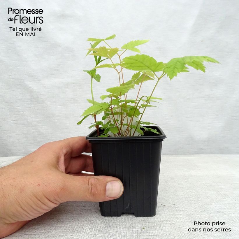 Aruncus dioïcus sylvestris - Goat's Beard 7/8 cm pot sample as delivered in spring