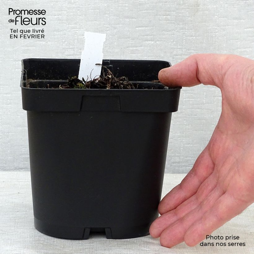 Aruncus dioïcus sylvestris - Goat's Beard 2L/3L pot sample as delivered in winter