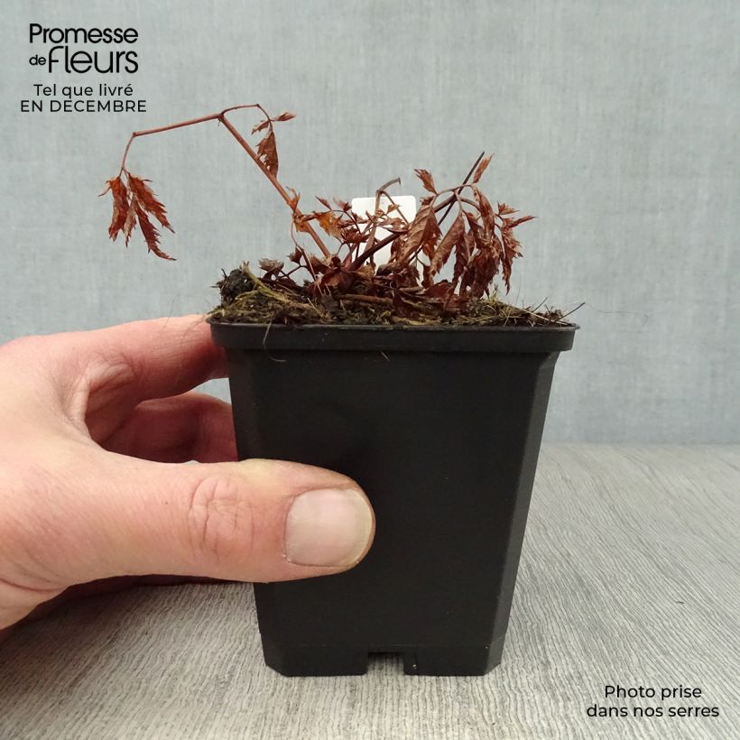 Aruncus Horatio 8/9 cm pot sample as delivered in winter