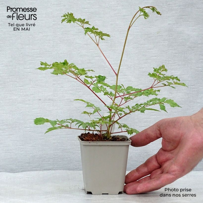 Aruncus Horatio 8/9 cm pot sample as delivered in spring