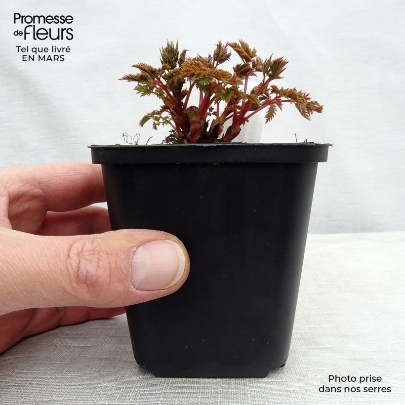 Aruncus Misty Lace 8/9 cm pot sample as delivered in spring