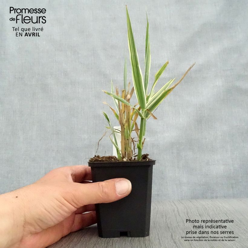 Arundo donax Versicolor 8/9 cm pot sample as delivered in spring
