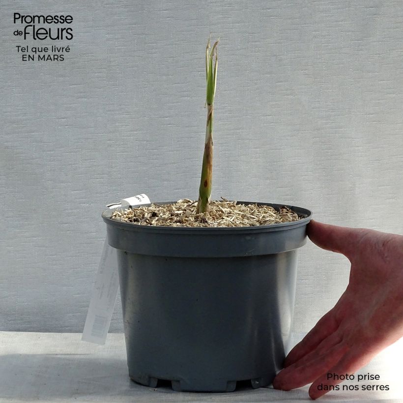 Arundo donax Versicolor 3L/4L pot sample as delivered in spring
