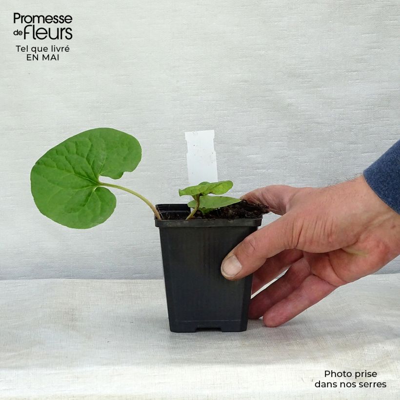 Asarum caudatum 8/9 cm pot sample as delivered in spring