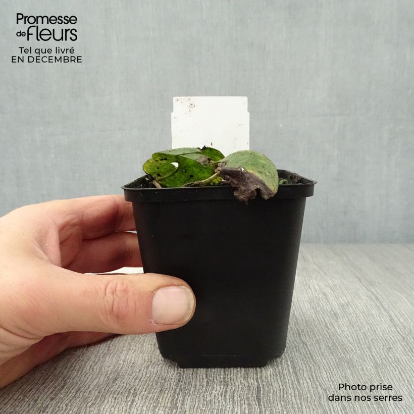 Asarum europaeum 8/9 cm pot sample as delivered in winter