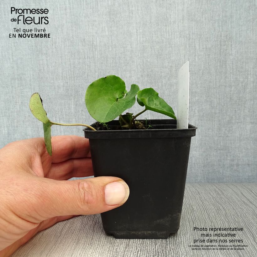 Asarum europaeum 8/9 cm pot sample as delivered in autumn