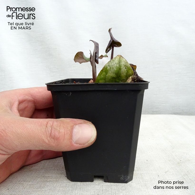 Asarum maximum Ling Ling 8/9 cm pot sample as delivered in spring