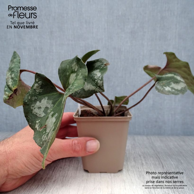 Asarum maximum Ling Ling 8/9 cm pot sample as delivered in autumn