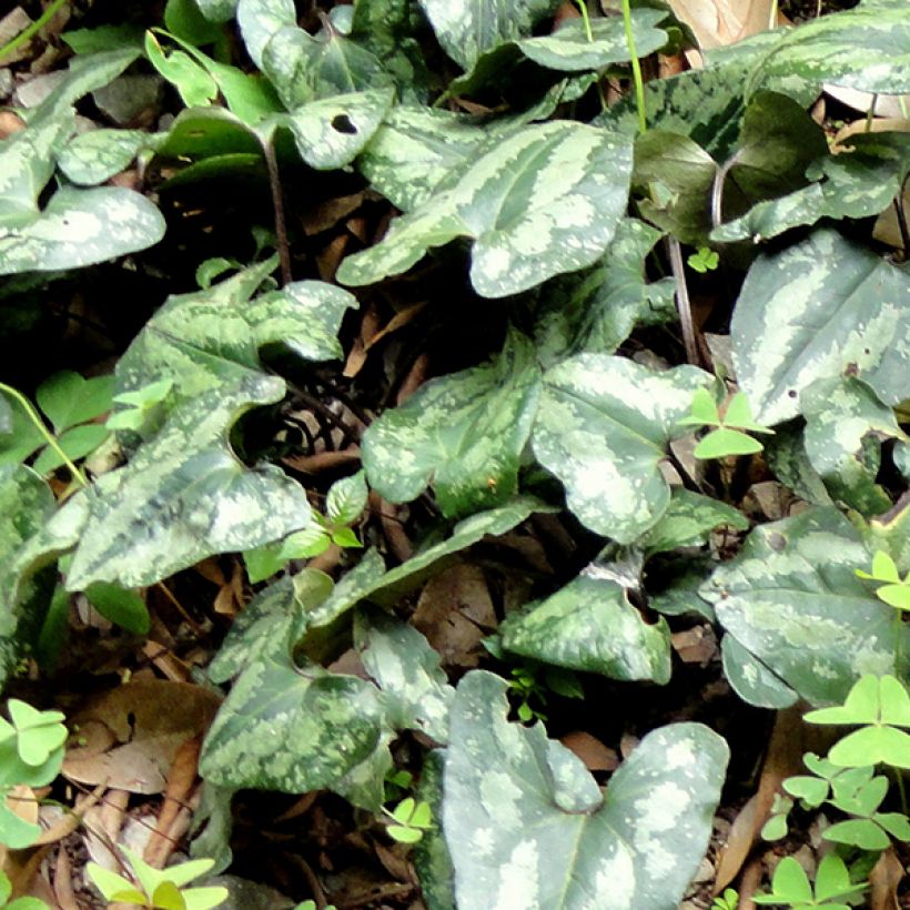 Asarum splendens (Foliage)